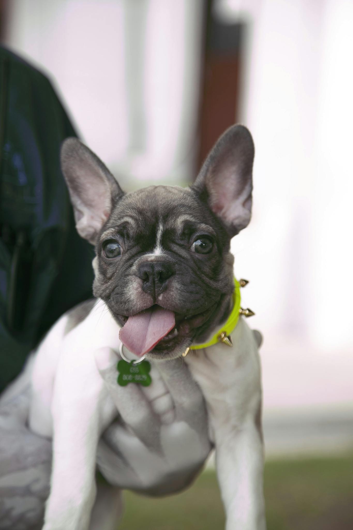 Cute French Bulldog puppy with playful expression and vibrant collar.