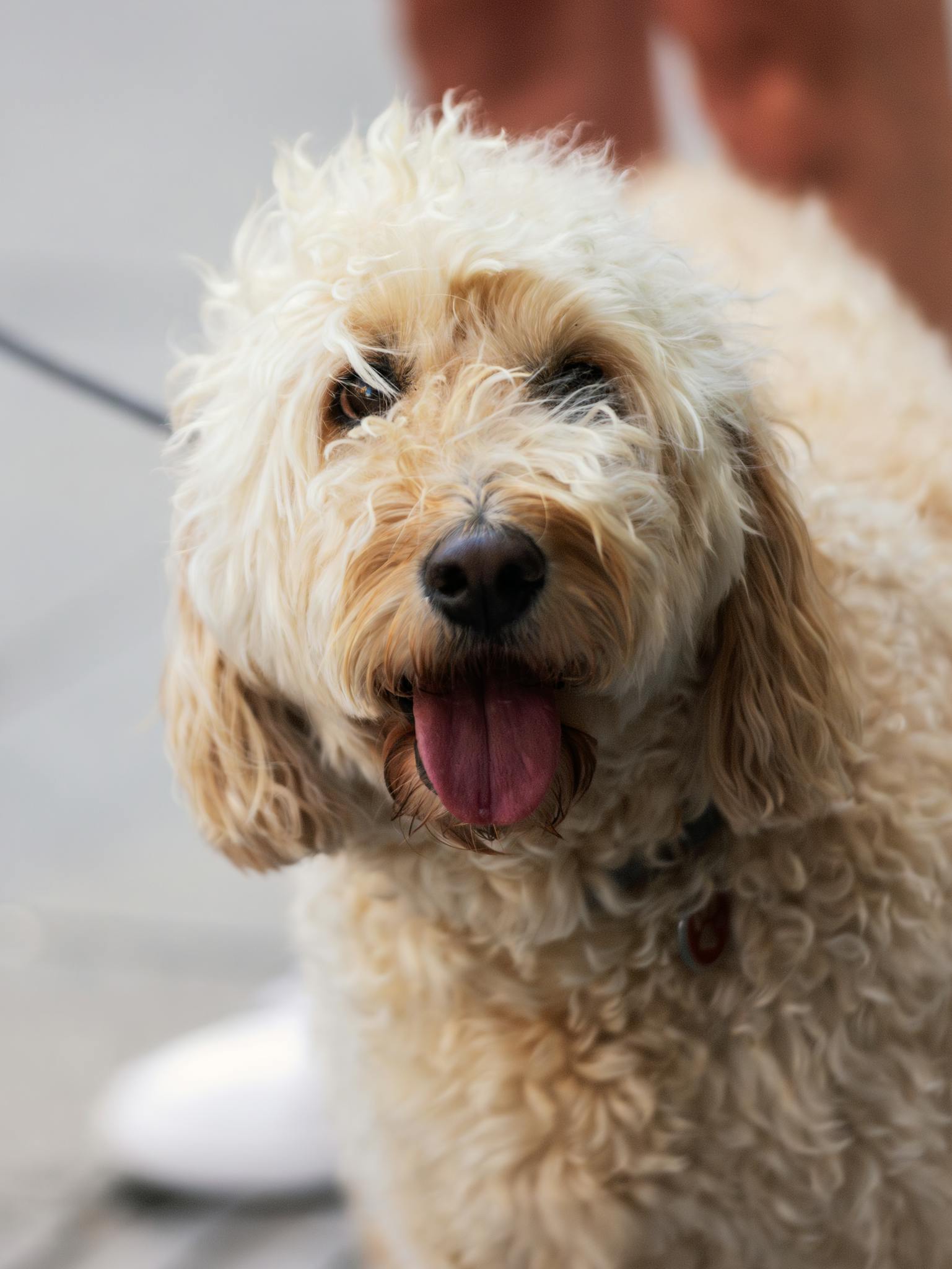 Playful Labradoodle dog on a leash in Vienna, Austria, showing a joyful expression.